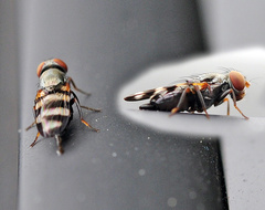 Ulidiidae
