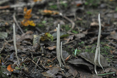 Clavaria