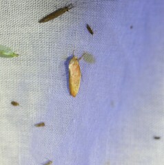 Ptyoptila matutinella