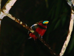 Cymbirhynchus macrorhynchos