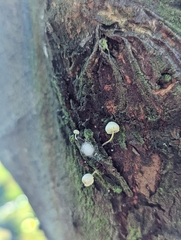 Mycena tenerrima