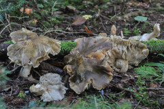 Tricholoma luridum