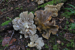 Tricholoma luridum