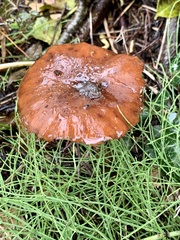 Cortinarius trivialis
