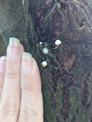 Mycena tenerrima
