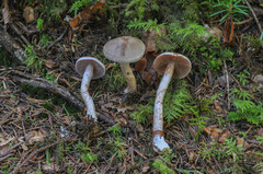 Cortinarius spilomeus