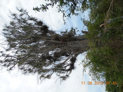 Beaucarnea recurvata