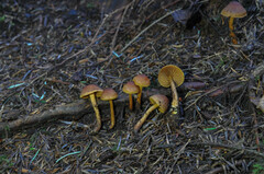 Cortinarius lignicola