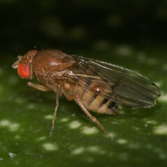Drosophila immigrans