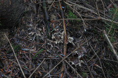 Thelephora penicillata