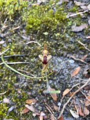 Caladenia tessellata