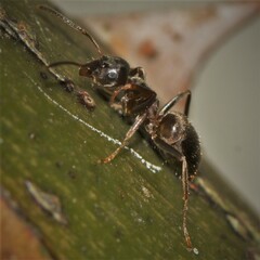 Lasius niger
