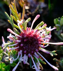 Isopogon asper