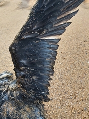 Procellariidae