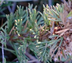 Isopogon asper