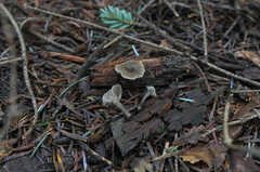 Lyophyllaceae