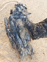 Procellariidae