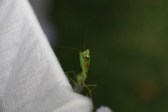 Orthodera ministralis