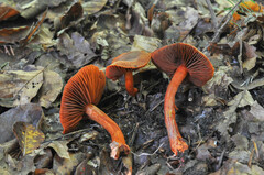 Cortinarius cinnabarinus