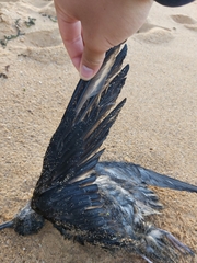 Procellariidae