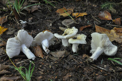 Russula raoultii