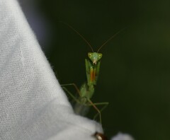 Orthodera ministralis