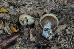 Phlegmacium amoenolens