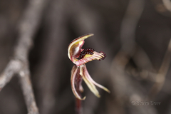 Caladenia pachychila