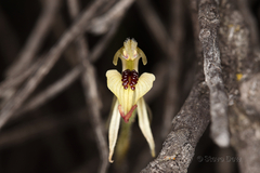 Caladenia pachychila