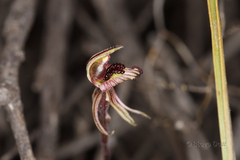 Caladenia pachychila