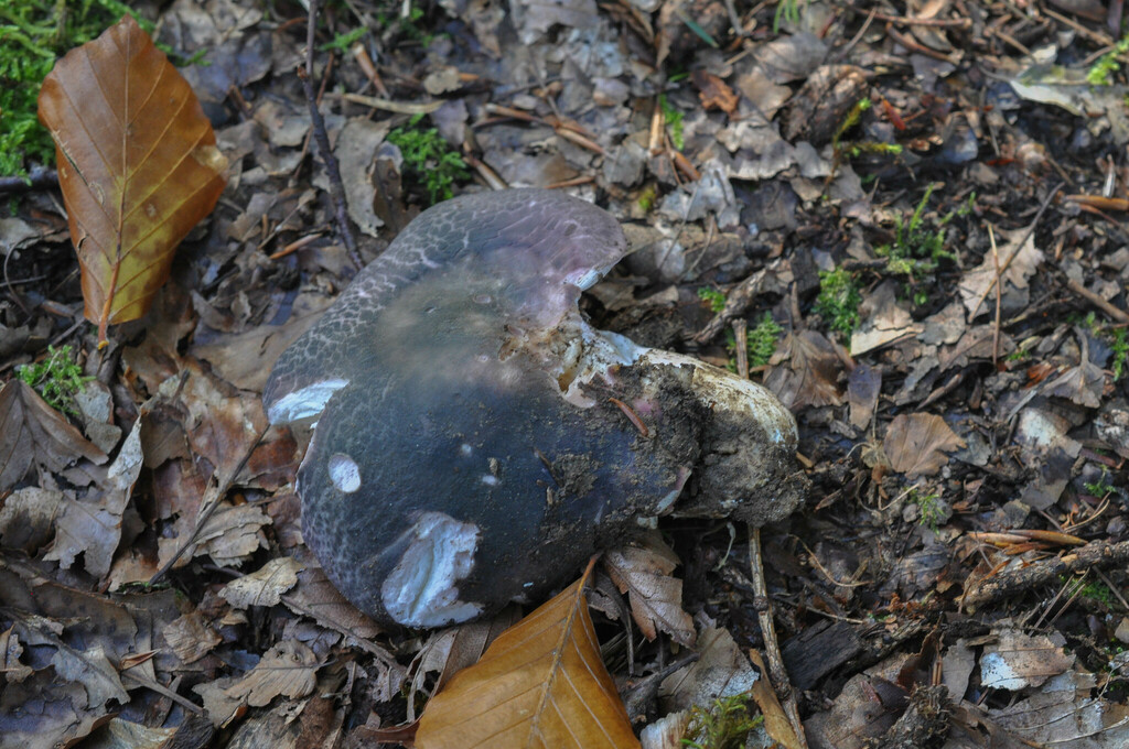 Russula langei