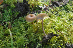 Pseudoomphalina kalchbrenneri