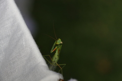 Orthodera ministralis