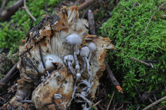 Asterophora parasitica