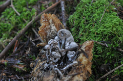 Asterophora parasitica
