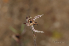 Caladenia pachychila