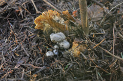 Asterophora parasitica
