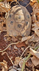 Testudo graeca