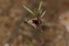 Caladenia pachychila