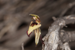 Caladenia pachychila
