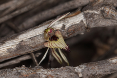 Caladenia pachychila