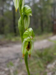 Pterostylis jonesii