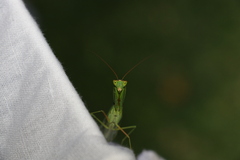 Orthodera ministralis