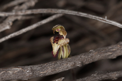 Caladenia pachychila