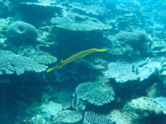 Aulostomus chinensis