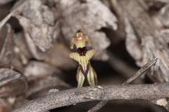 Caladenia pachychila