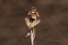 Caladenia pachychila