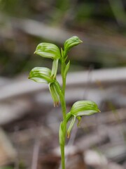 Pterostylis jonesii