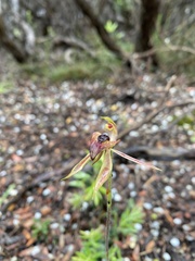 Caladenia tessellata