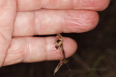 Caladenia pachychila